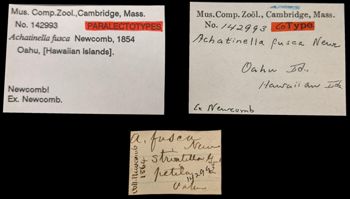 Media type: image;   Malacology 142993 Aspect: labels